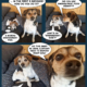 Pula & Capri, Newsfeed Dogs